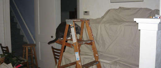 Ladder Cat, Ladder Cat, How'd you learn to climb like that?