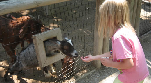 I want to feed the baby goat
