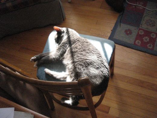 Cats are solar-powered.